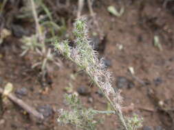 صورة Cryptantha scoparia A. Nels.