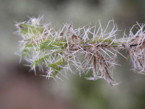 صورة Cryptantha scoparia A. Nels.