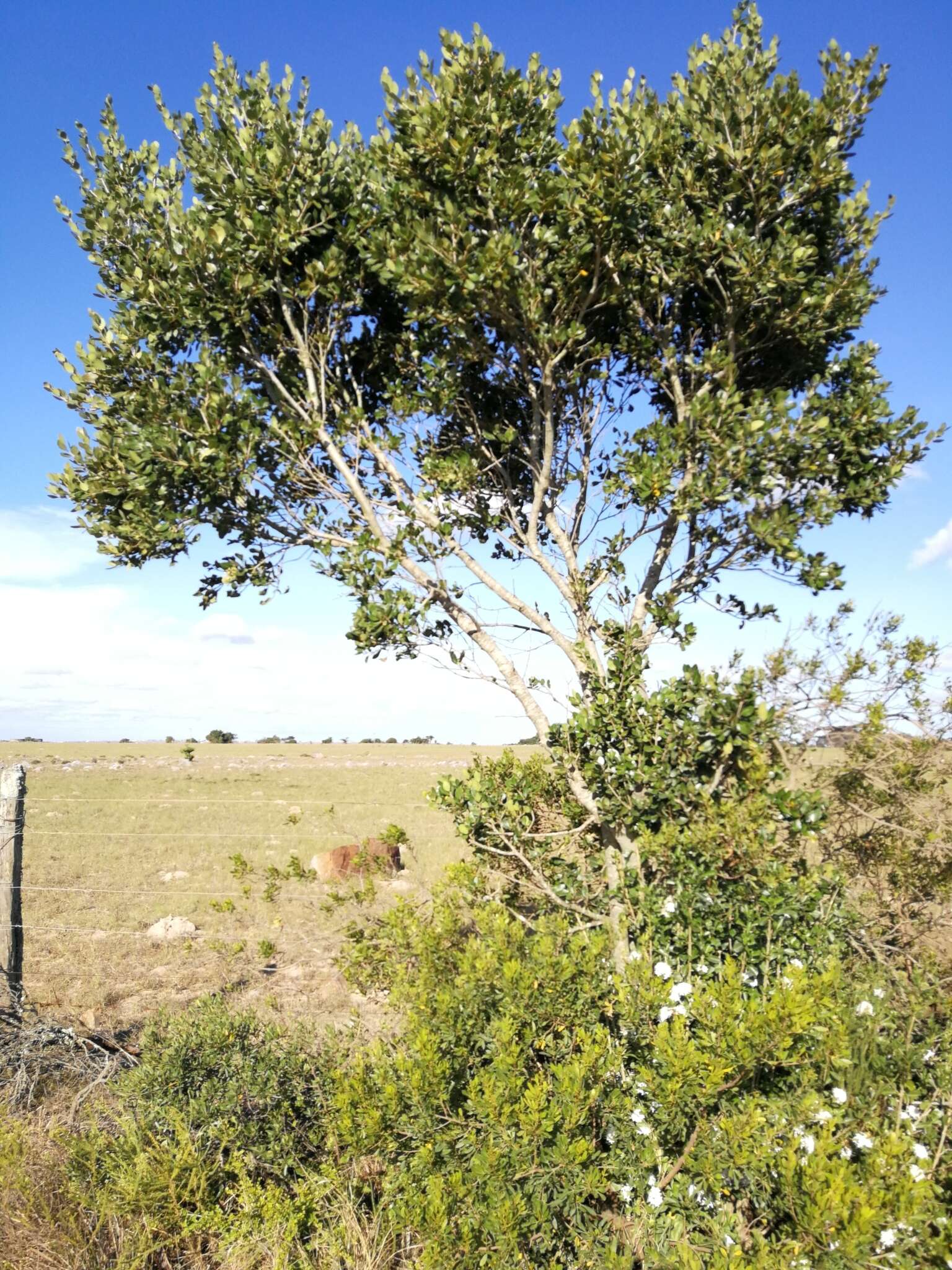 Imagem de Apodytes dimidiata subsp. dimidiata