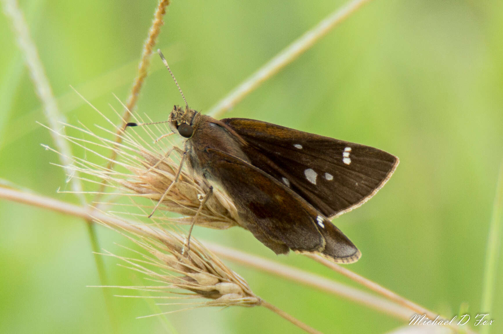 Image of Clouded Skipper