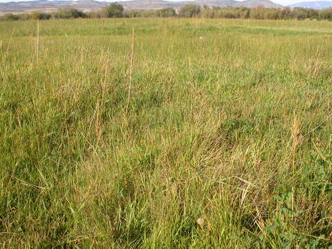 Imagem de Muhlenbergia asperifolia (Nees & Meyen ex Trin.) Parodi