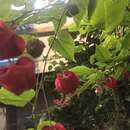 Image of trailing abutilon