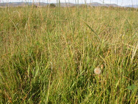 Image of scratchgrass