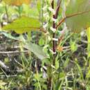 Spiranthes lucida (H. H. Eaton) Ames resmi