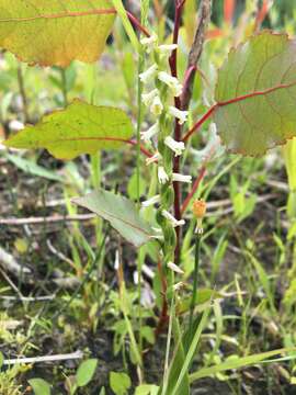 Image of Shining Ladies'-Tresses