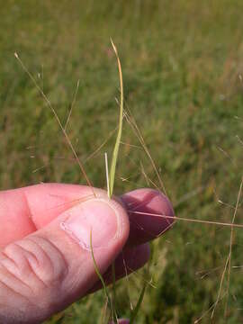 Imagem de Muhlenbergia asperifolia (Nees & Meyen ex Trin.) Parodi