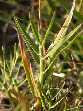 Imagem de Muhlenbergia asperifolia (Nees & Meyen ex Trin.) Parodi