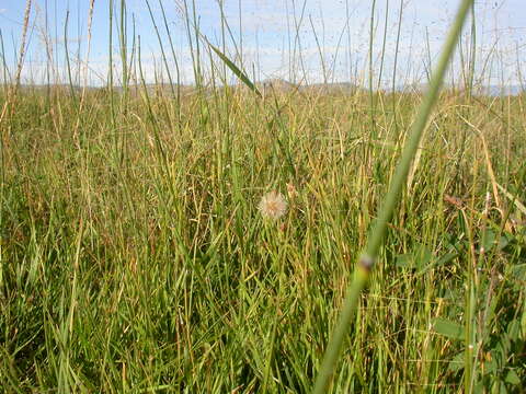 Image of scratchgrass