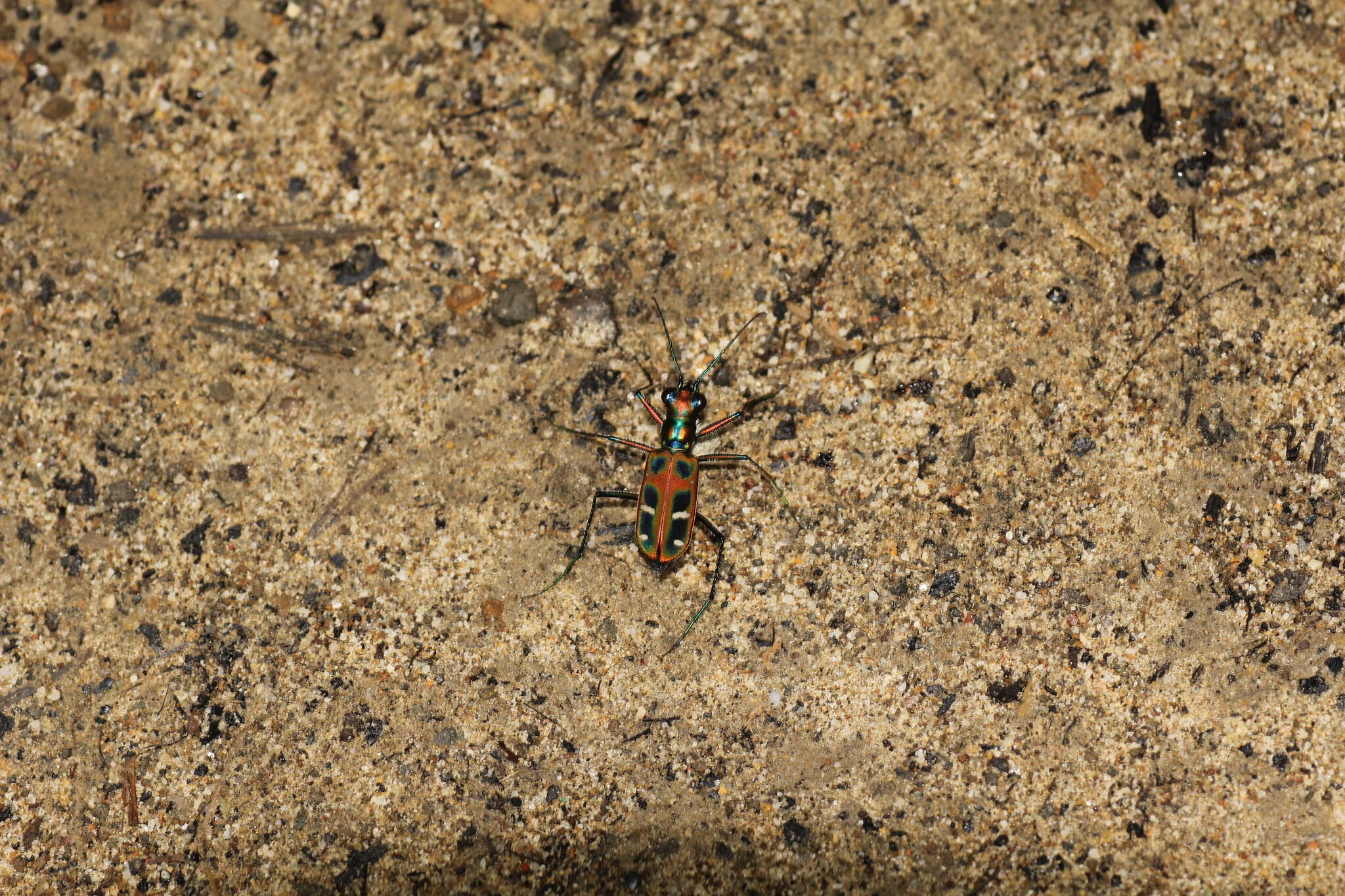 Imagem de Cicindela (Cosmodela) barmanica Gestro 1893