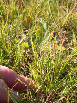 Imagem de Muhlenbergia asperifolia (Nees & Meyen ex Trin.) Parodi