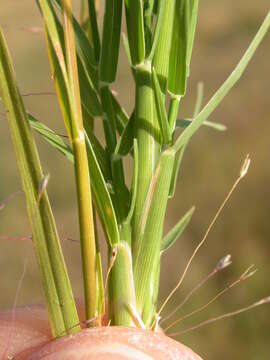 Imagem de Muhlenbergia asperifolia (Nees & Meyen ex Trin.) Parodi