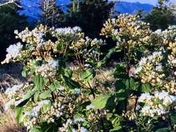 Image of Ageratina roanensis