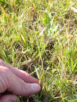 Imagem de Muhlenbergia asperifolia (Nees & Meyen ex Trin.) Parodi