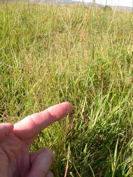 Imagem de Muhlenbergia asperifolia (Nees & Meyen ex Trin.) Parodi