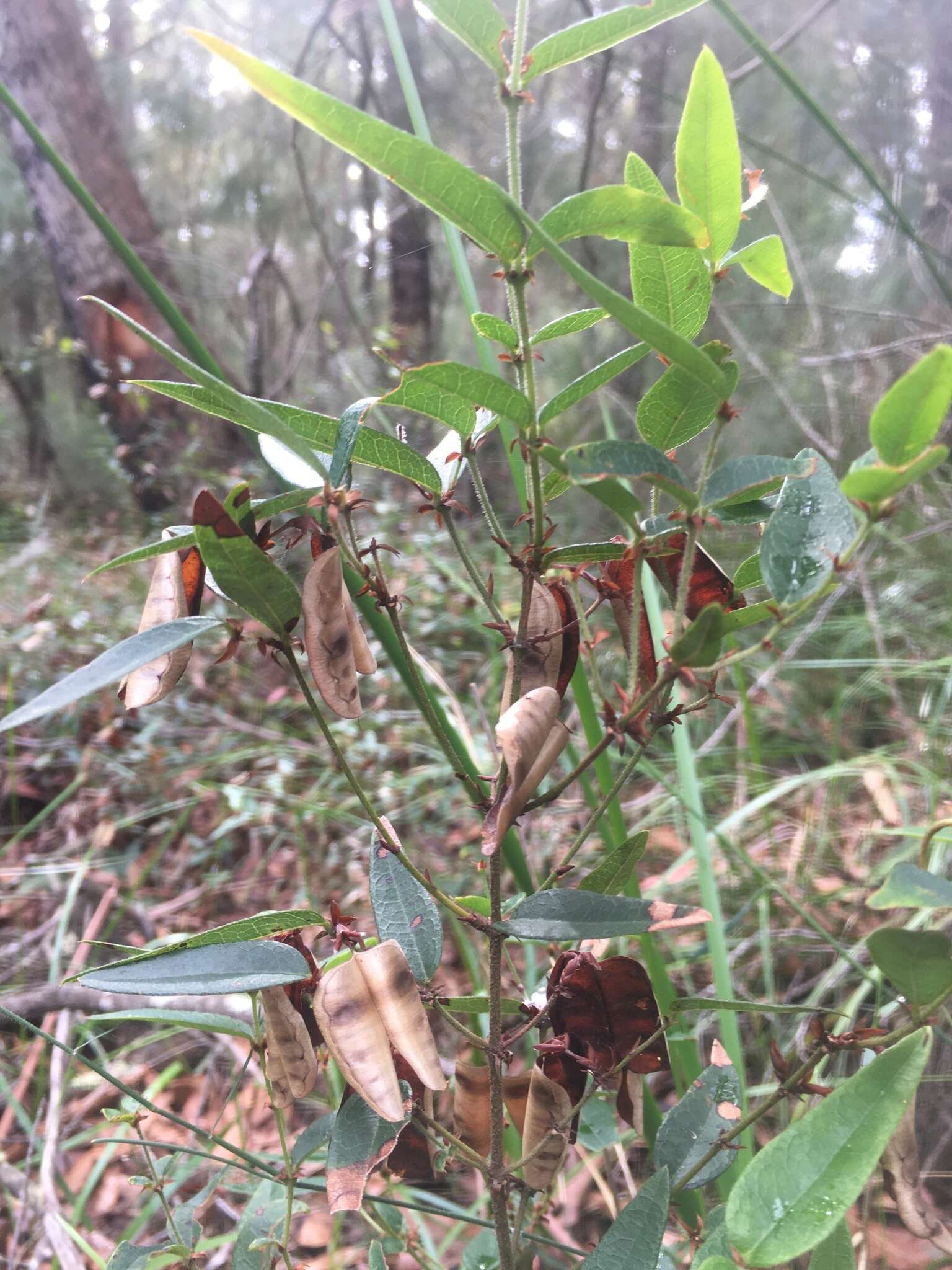 Plancia ëd Platylobium parviflorum