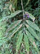 Image of Callicarpa hypoleucophylla T. P. Lin & J. L. Wang