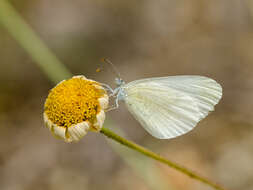 Image of Leptidea duponcheli (Staudinger 1871)