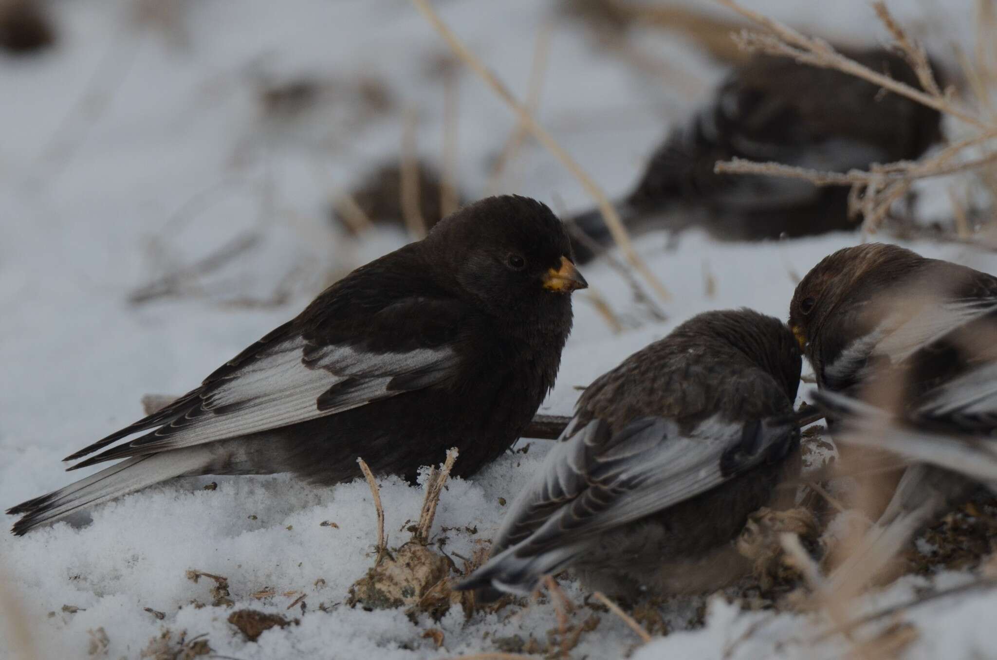 Image of Asian Rosy Finch