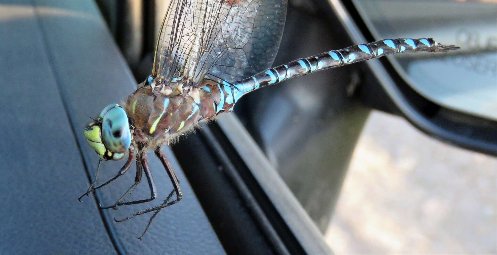 Image of Variable Darner