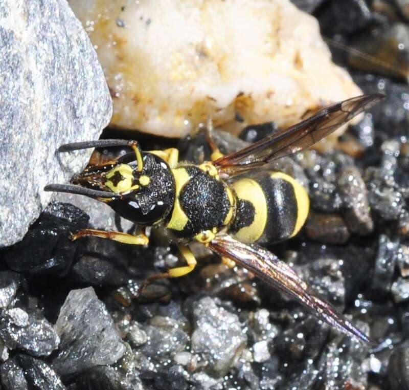 Image of Ancistrocerus renimacula Lepeletier 1841