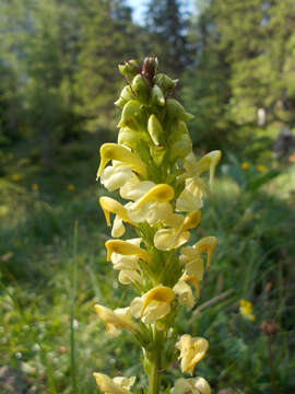 Image of Pedicularis ascendens Schleicher ex Gaudin