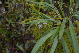 Image of Dianella javanica (Blume) Kunth