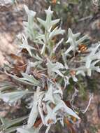 Image of Grevillea ilicifolia subsp. lobata (F. Müll.) Downing