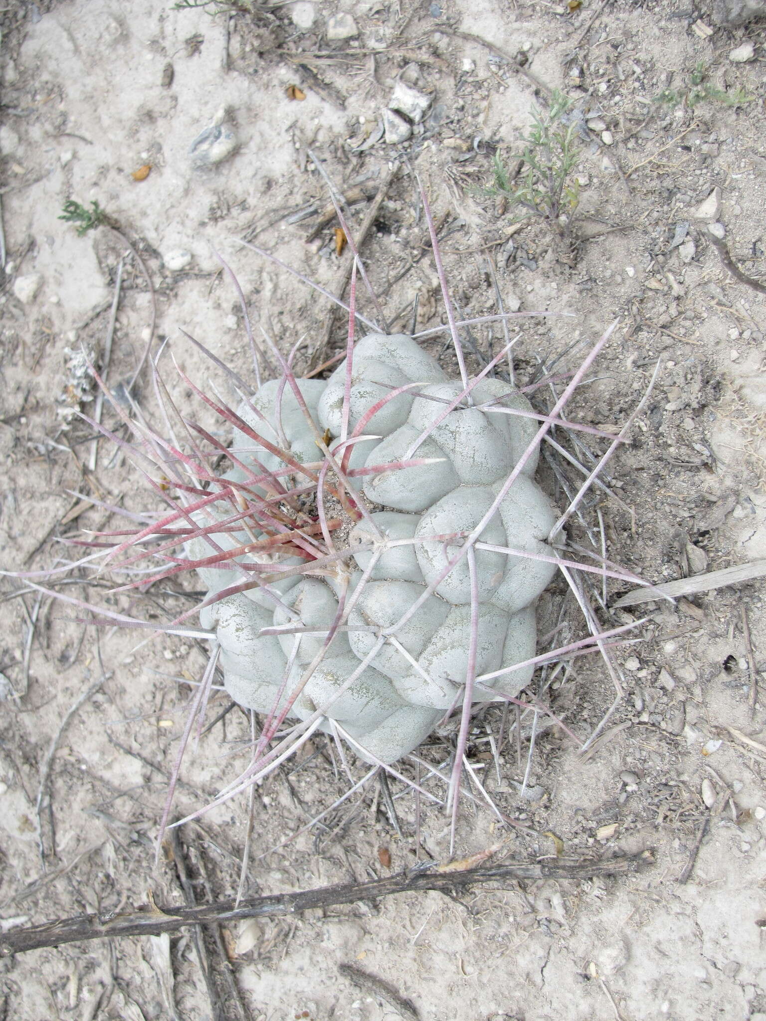 Image of Thelocactus hexaedrophorus (Lem.) Britton & Rose