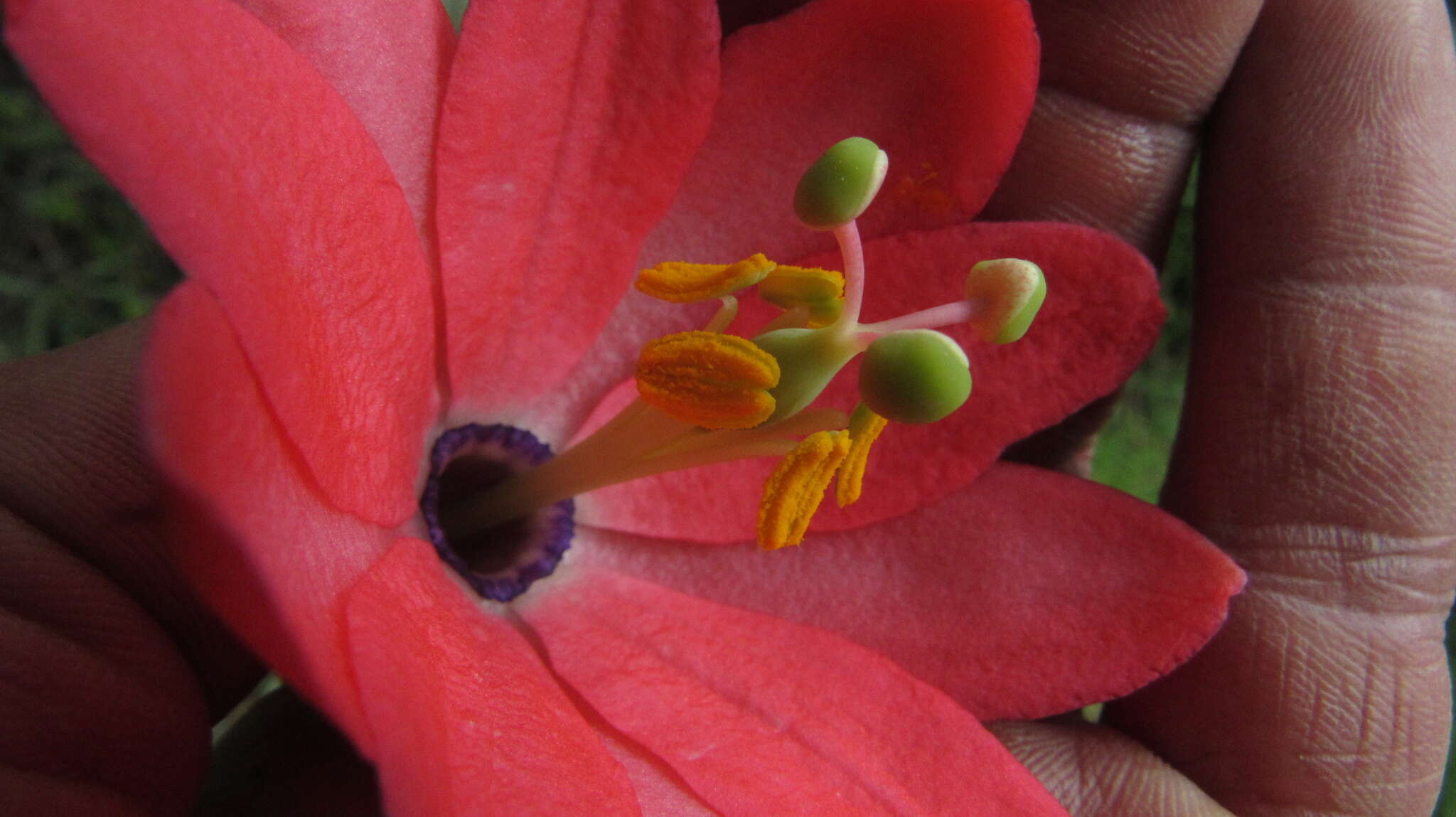 Image de Passiflora crispolanata Uribe