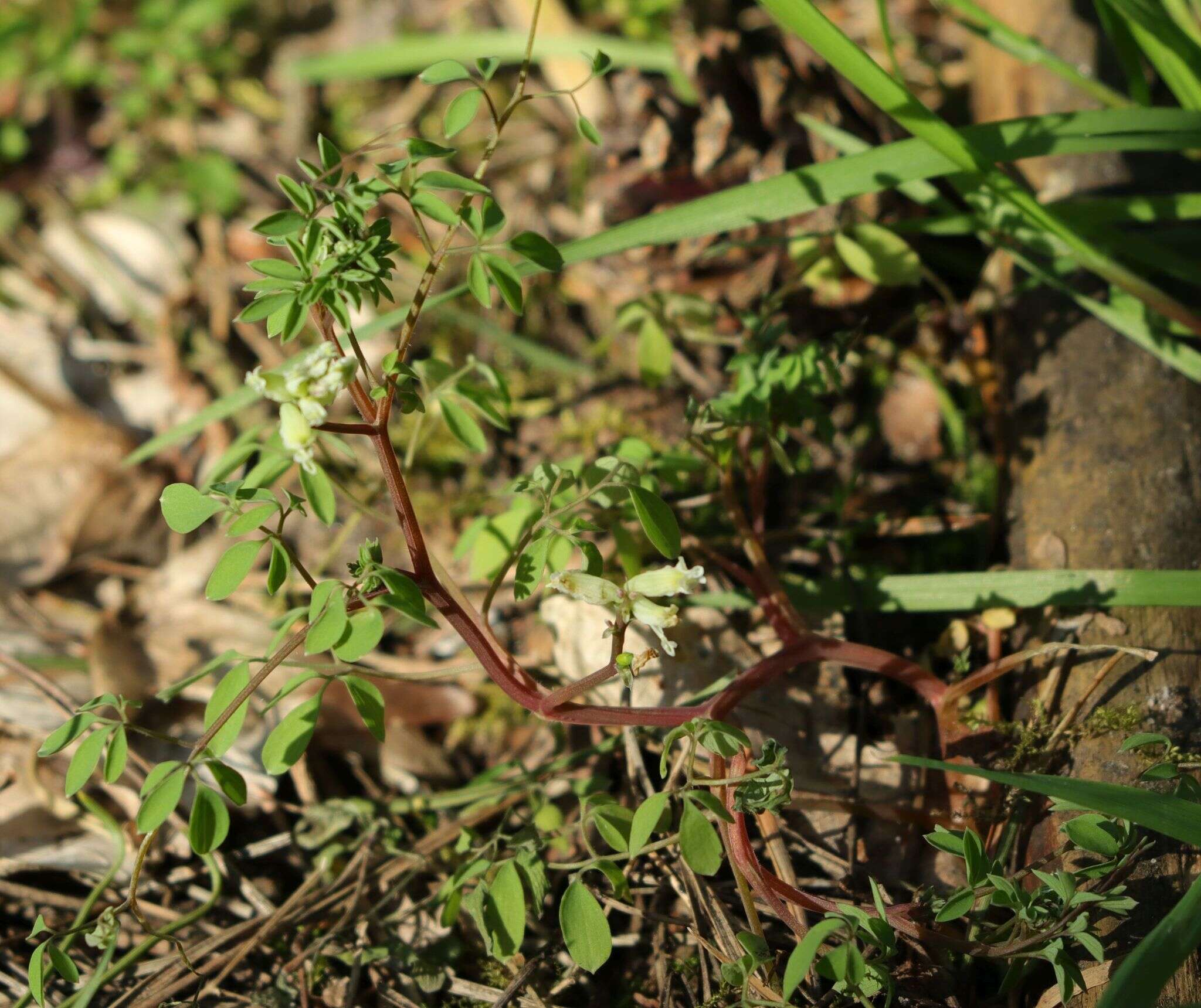 Image of Ceratocapnos claviculata subsp. claviculata