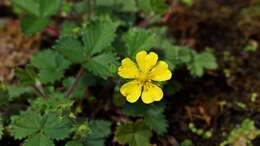 Image of Potentilla matsumurae Th. Wolf