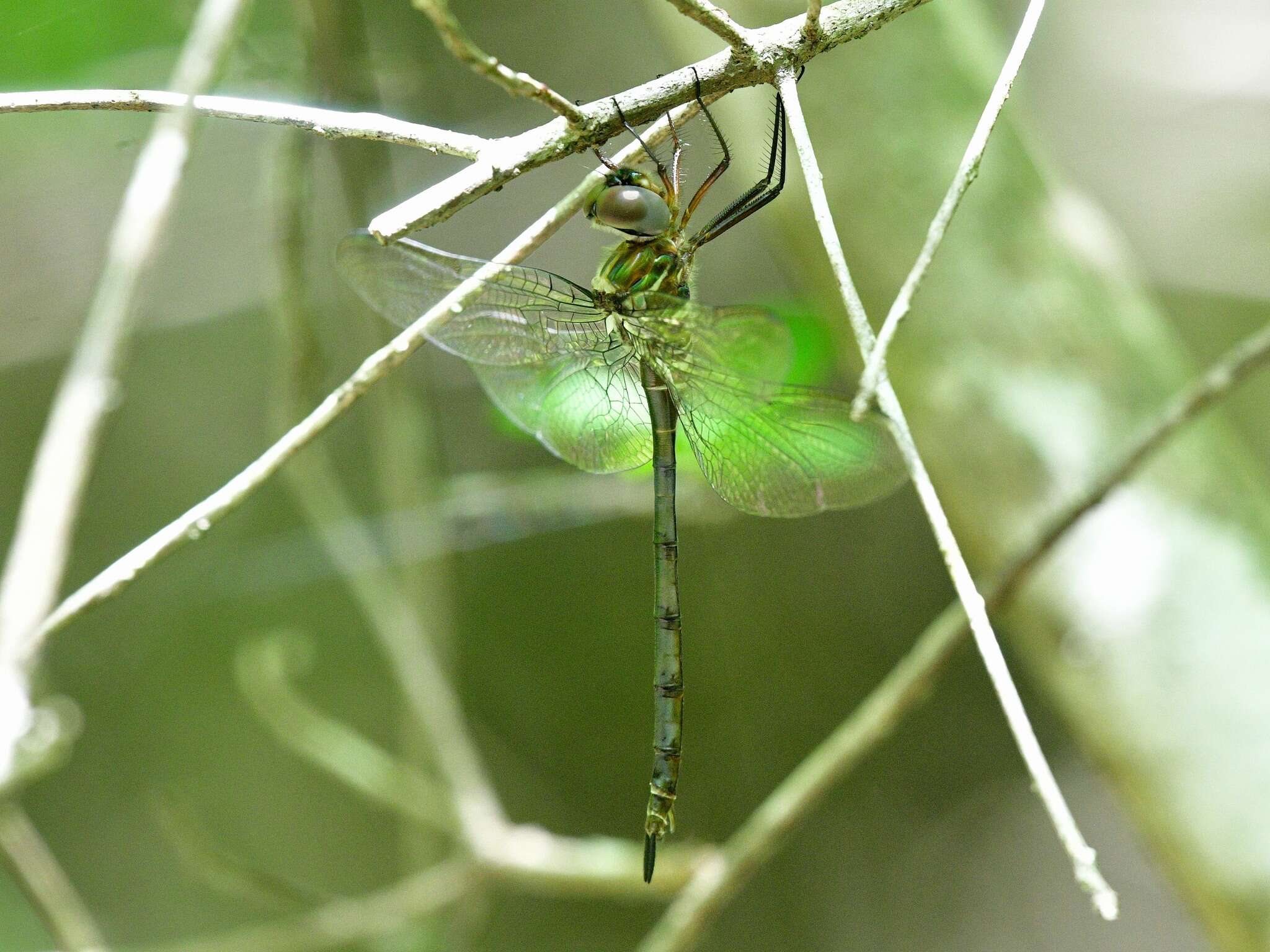 Image of Fine-lined Emerald