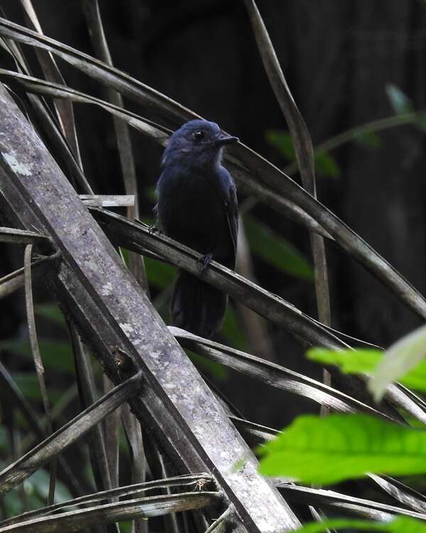 Image of Bluish-slate Antshrike