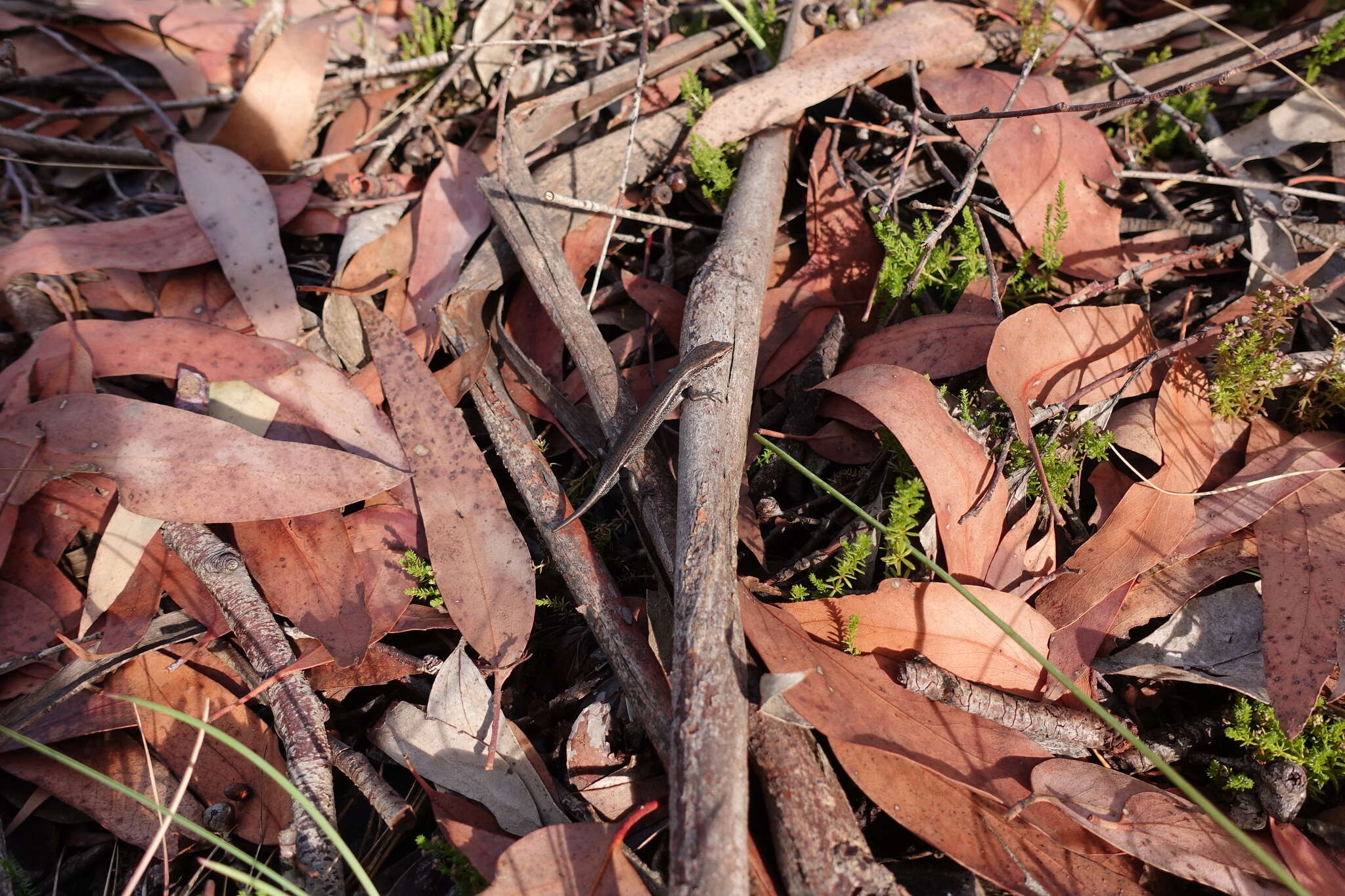 Image of Southern Grass Skink