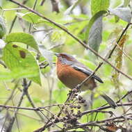 Image of Rusty-browed Warbling Finch