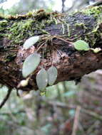 Image of Lepanthes acarina Luer