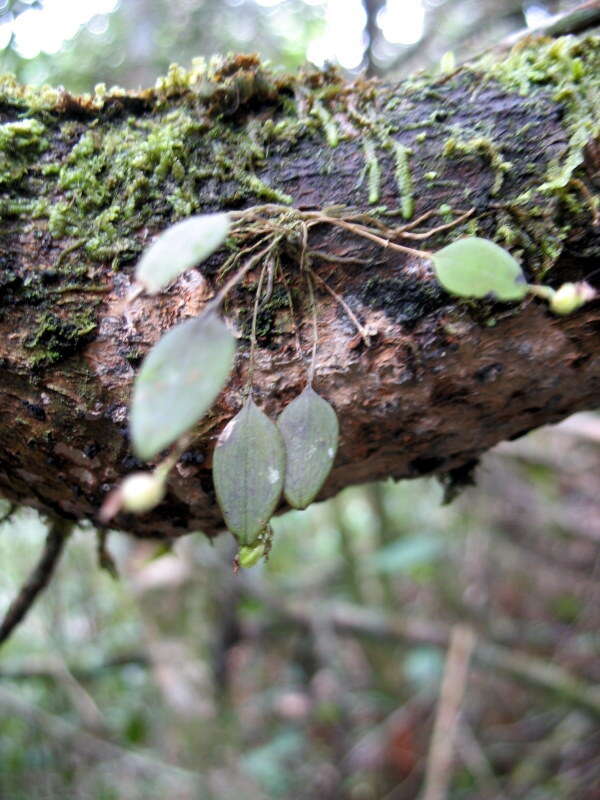 Imagem de Lepanthes acarina Luer