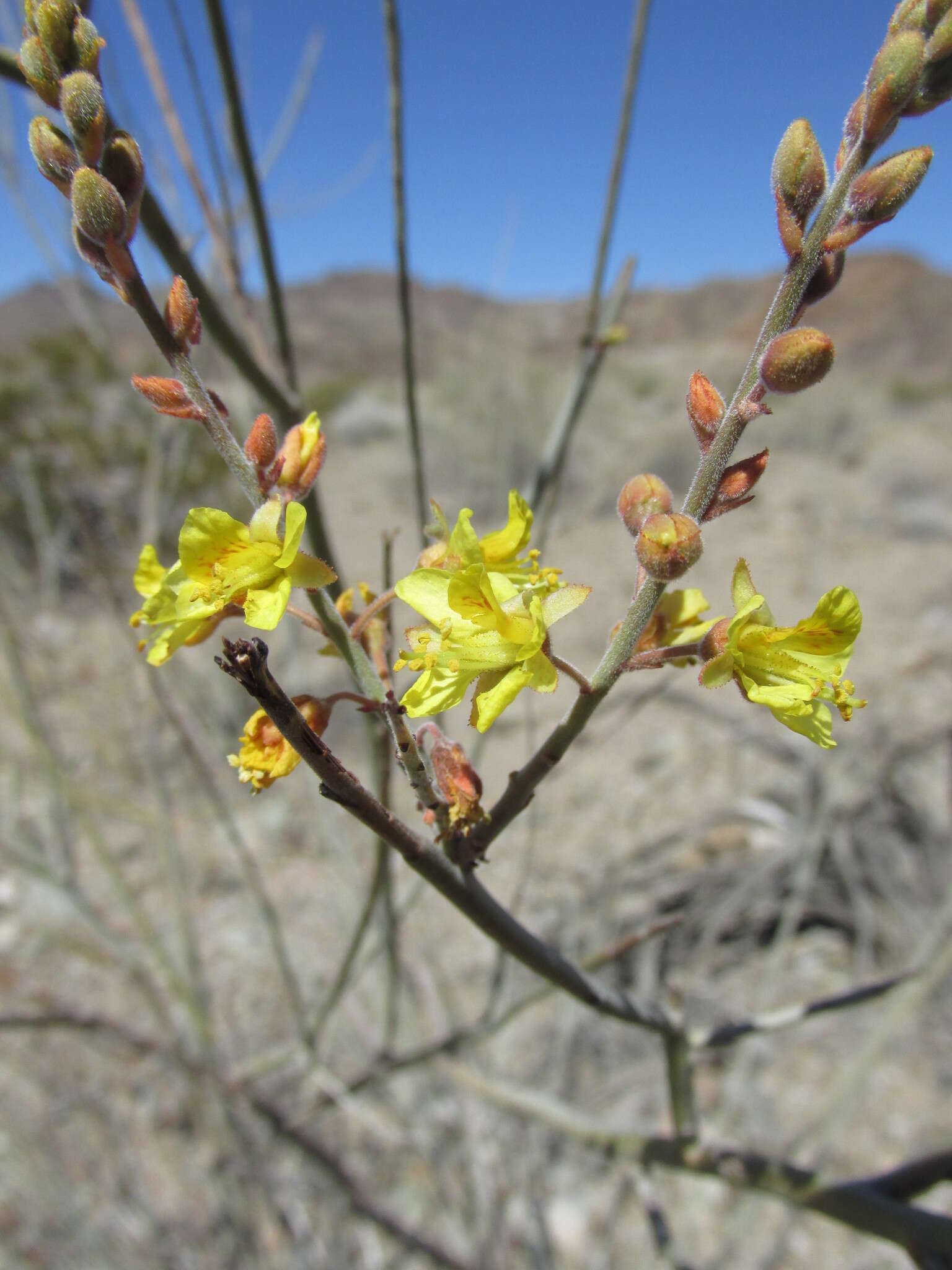 Plancia ëd Hoffmannseggia microphylla Torr.