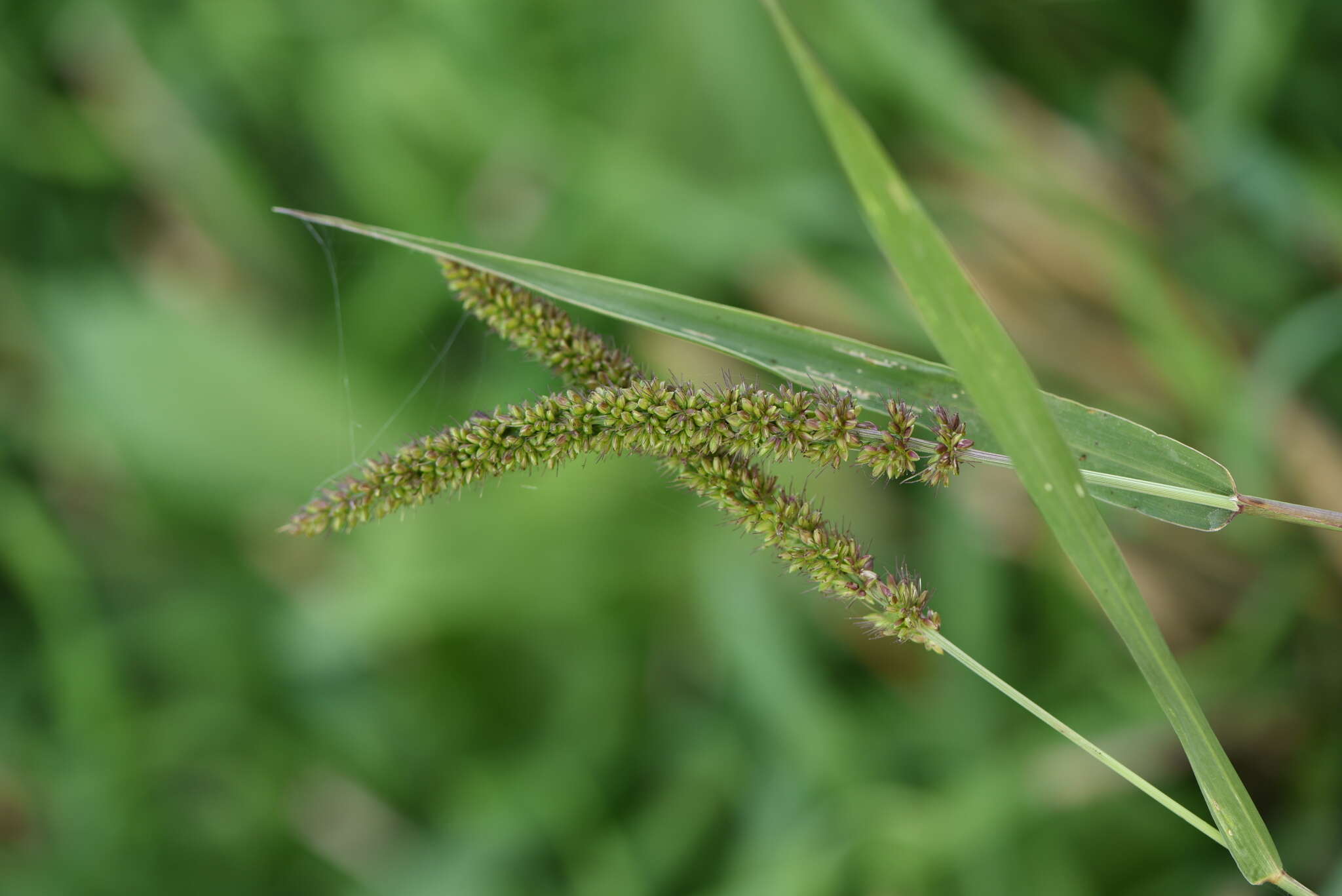 Plancia ëd <i>Setaria <i>verticillata</i></i> var. verticillata