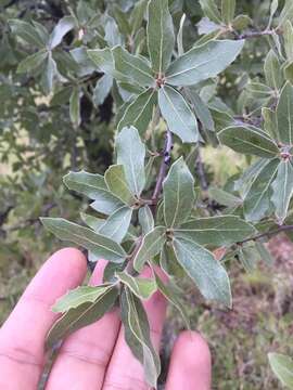 Image of Emory Oak