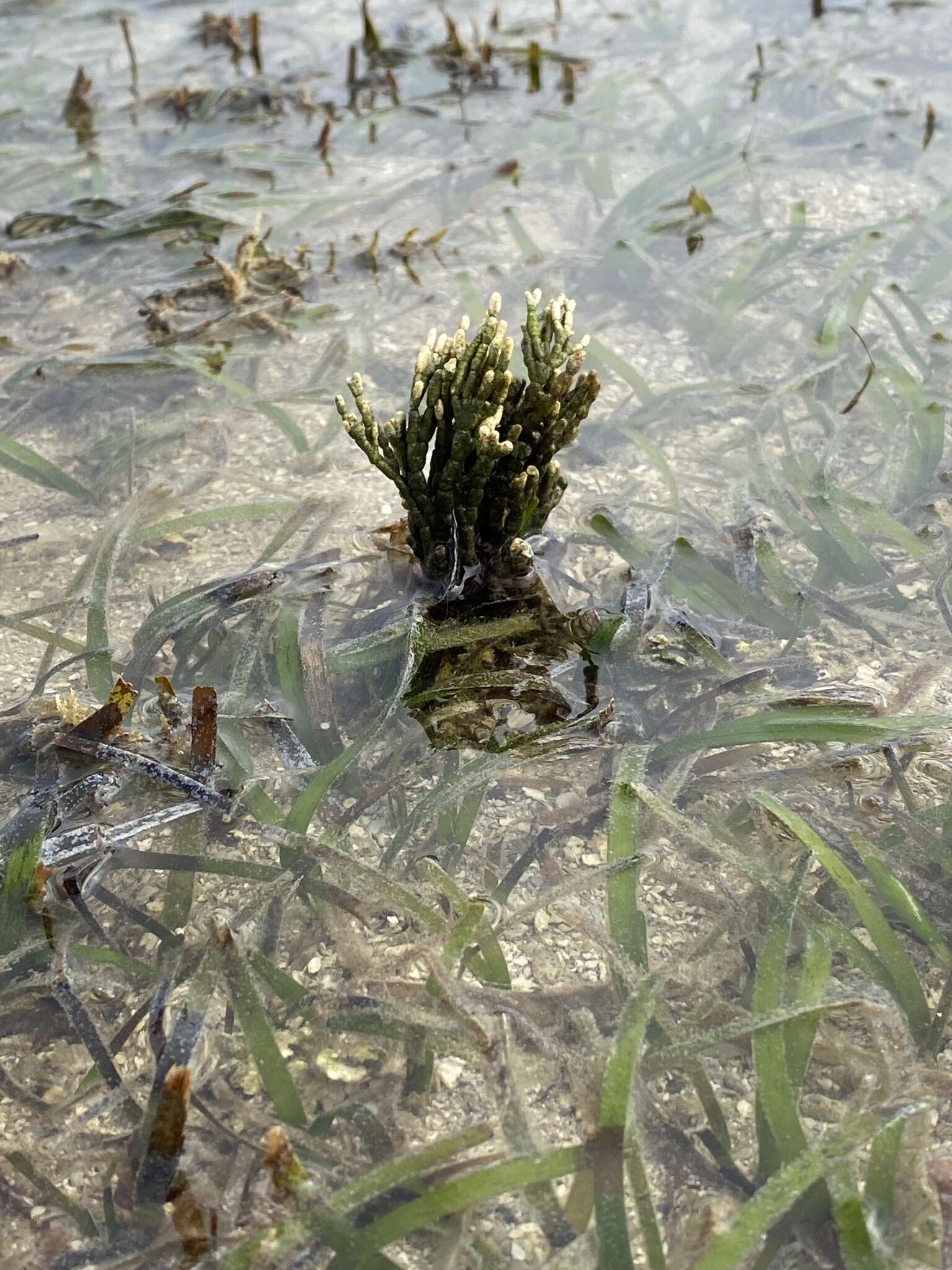 Image of Coralline algae