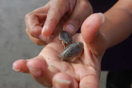 Image of mole crabs