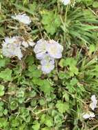 Image of smallflower phacelia