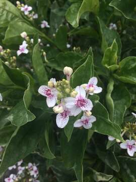 Pseuderanthemum carruthersii (Seem.) Guill. resmi