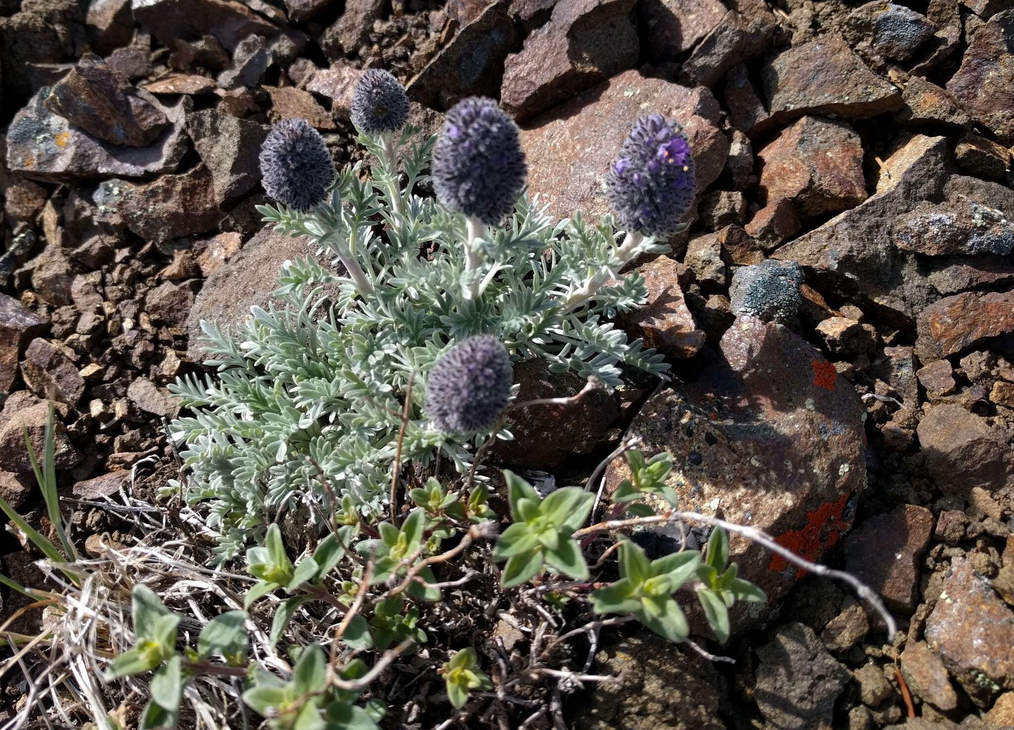 Image of silky phacelia