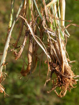 Image of June grass