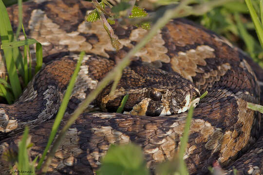 Image de Daboia palaestinae (Werner 1938)