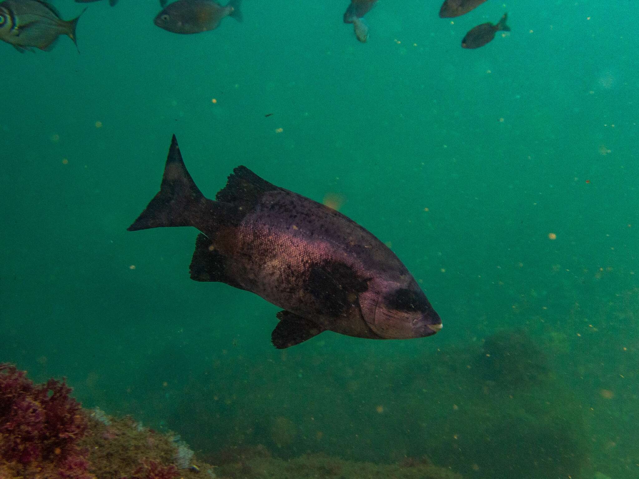 Image de Oplegnathe du Cap