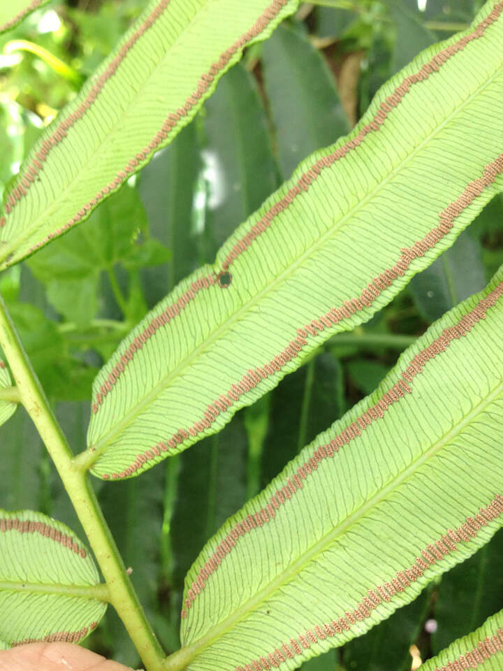 Image of angiopteris fern