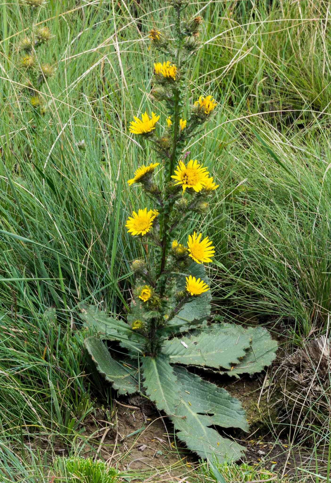 Sivun Berkheya rhapontica subsp. rhapontica kuva